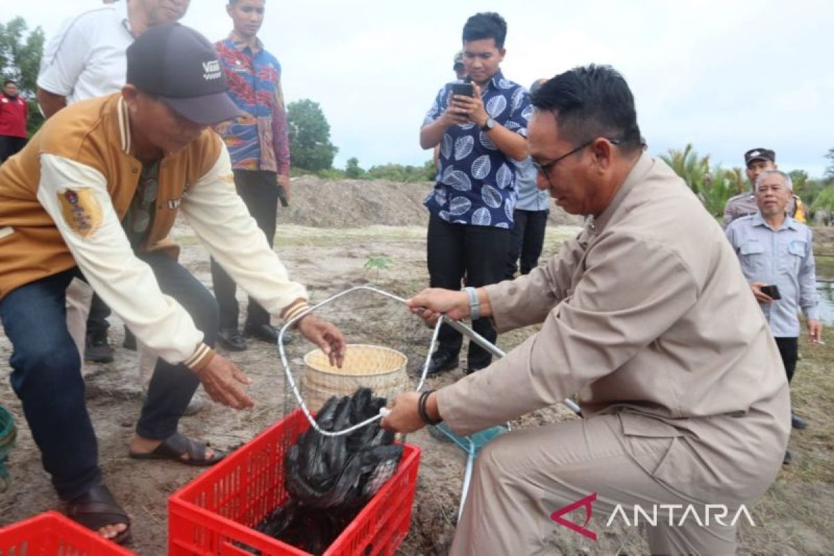 Bupati Belitung Timur panen ikan lele di kolam budidaya