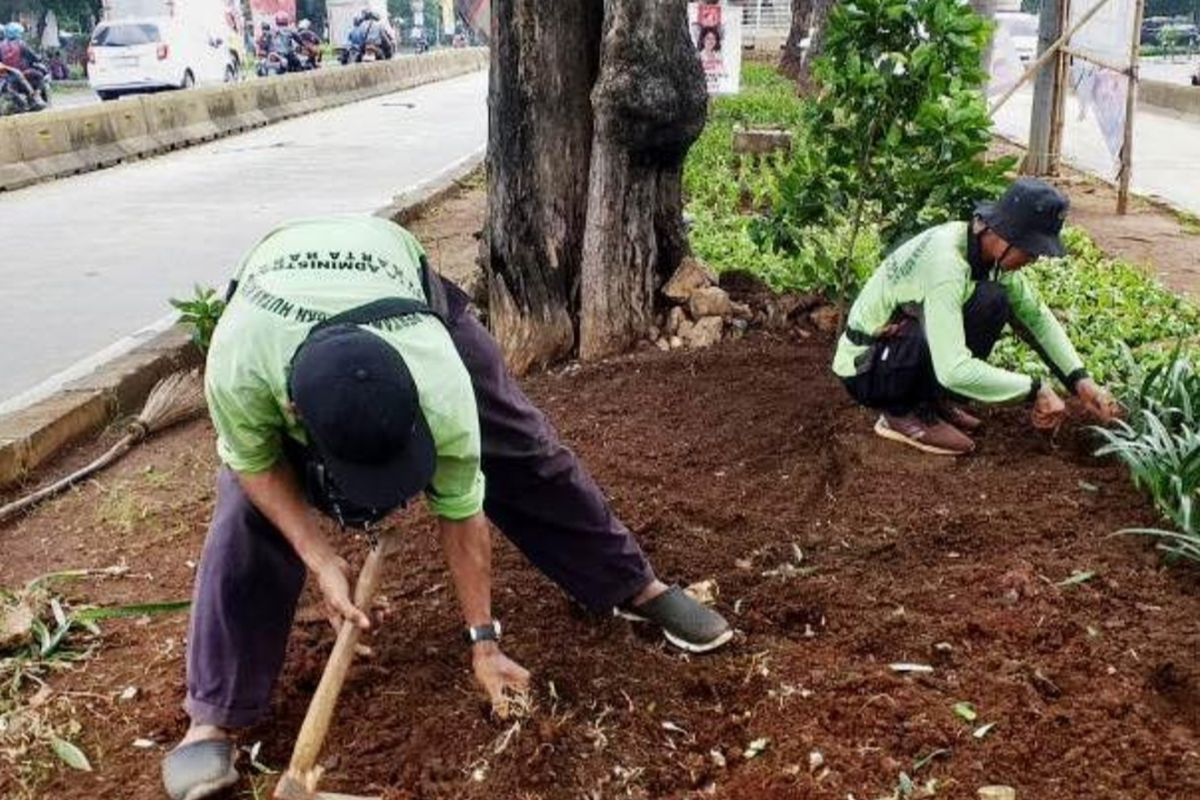 Sudin Pertamanan Jakbar tata ulang jalur hijau di Jalan Kyai Tapa