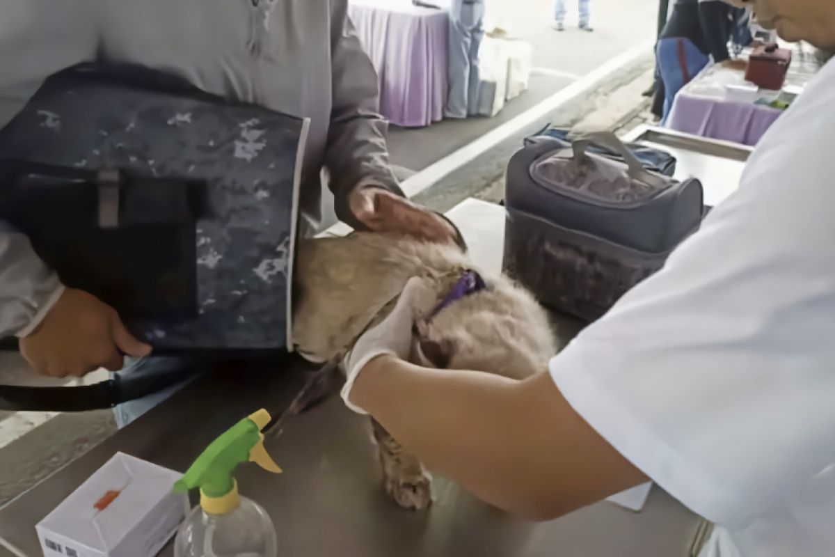 Pemkot Bandarlampung alokasikan 500 vaksin anti-rabies