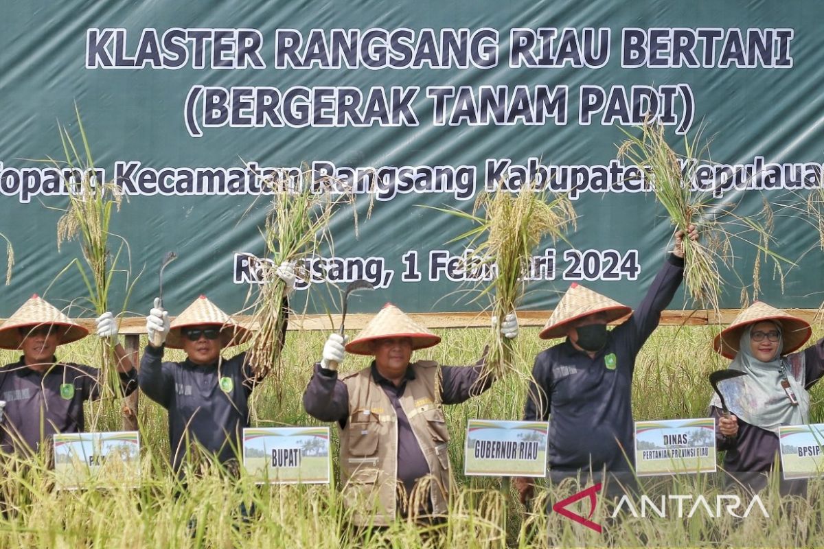 Gubernur Riau dan Plt Bupati Meranti panen raya padi di Desa Topang