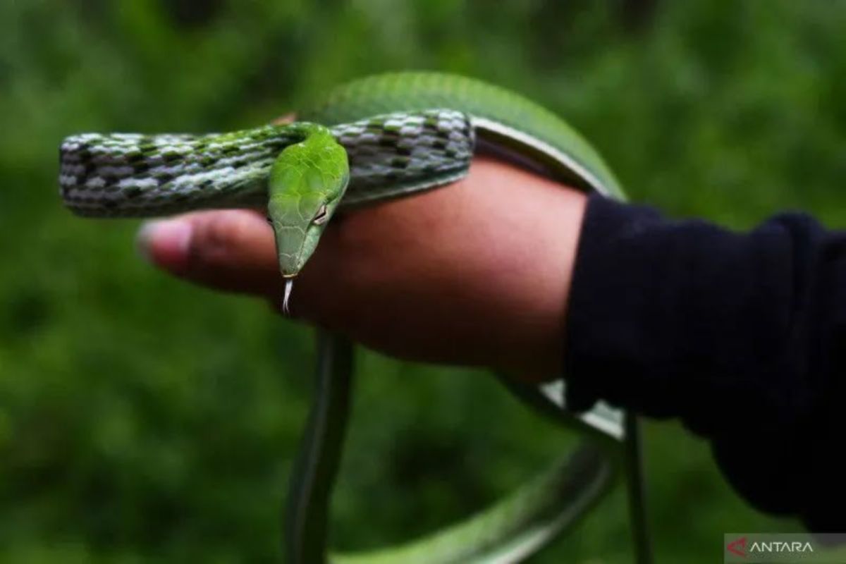 Waspada gigitan ular selama musim hujan