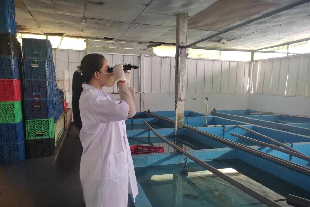 BKHIT Maluku pantau penyebaran  penyakit ikan di instalasi karantina