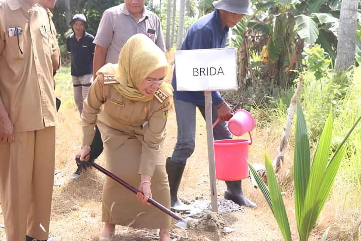 Pemkab Sigi: Budidaya kelapa genjah varietas raja jadi perhatian pemda