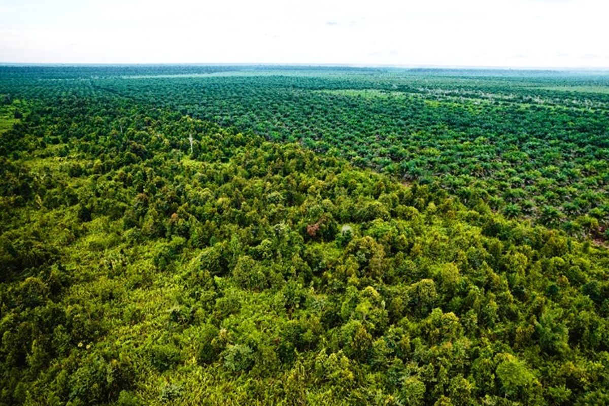 YKAN: Restorasi lahan gambut berpotensi kurangi emisi GRK 172 juta ton CO2