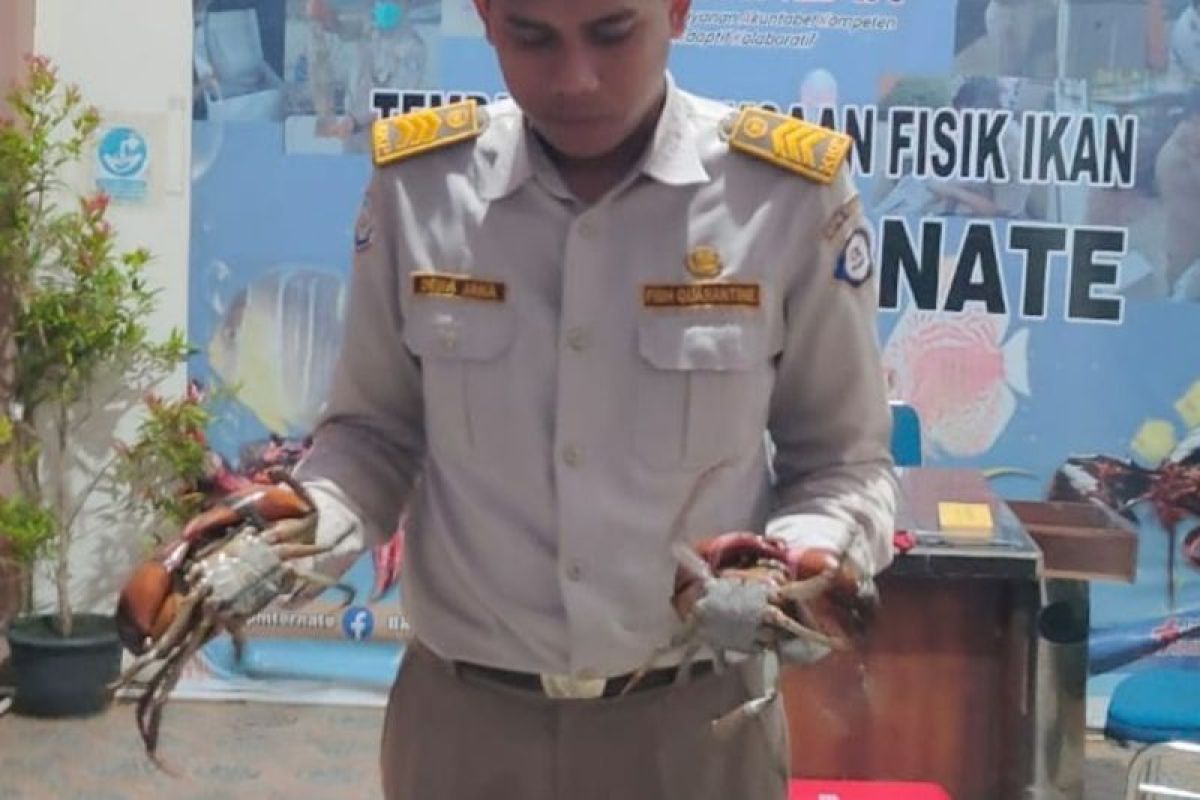 Karantina Maluku Utara  fasilitasi ekspor kepiting bakau ke Singapura