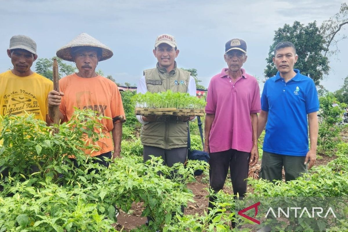 LHK NTB tumpang sari cabai di lahan HKm Wana Lestari Lombok Timur