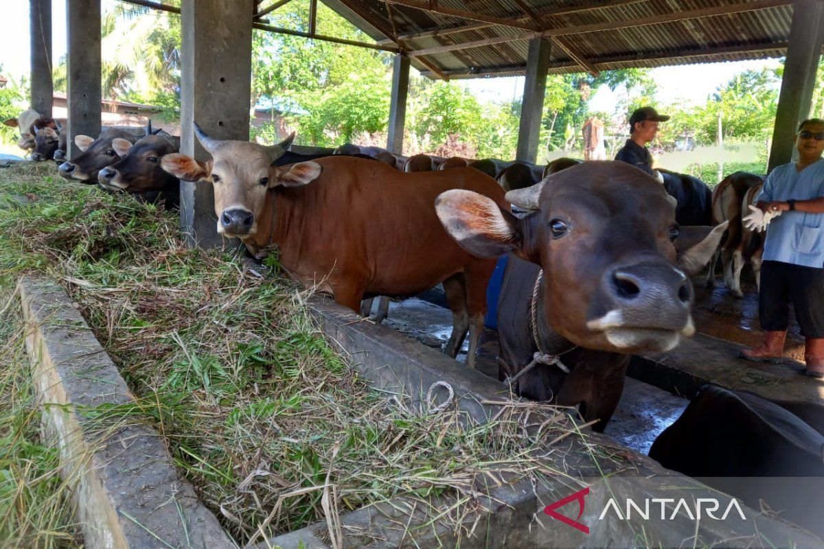 Peternak di Bengkulu dihimbau asuransikan ternak lewat program AUTS