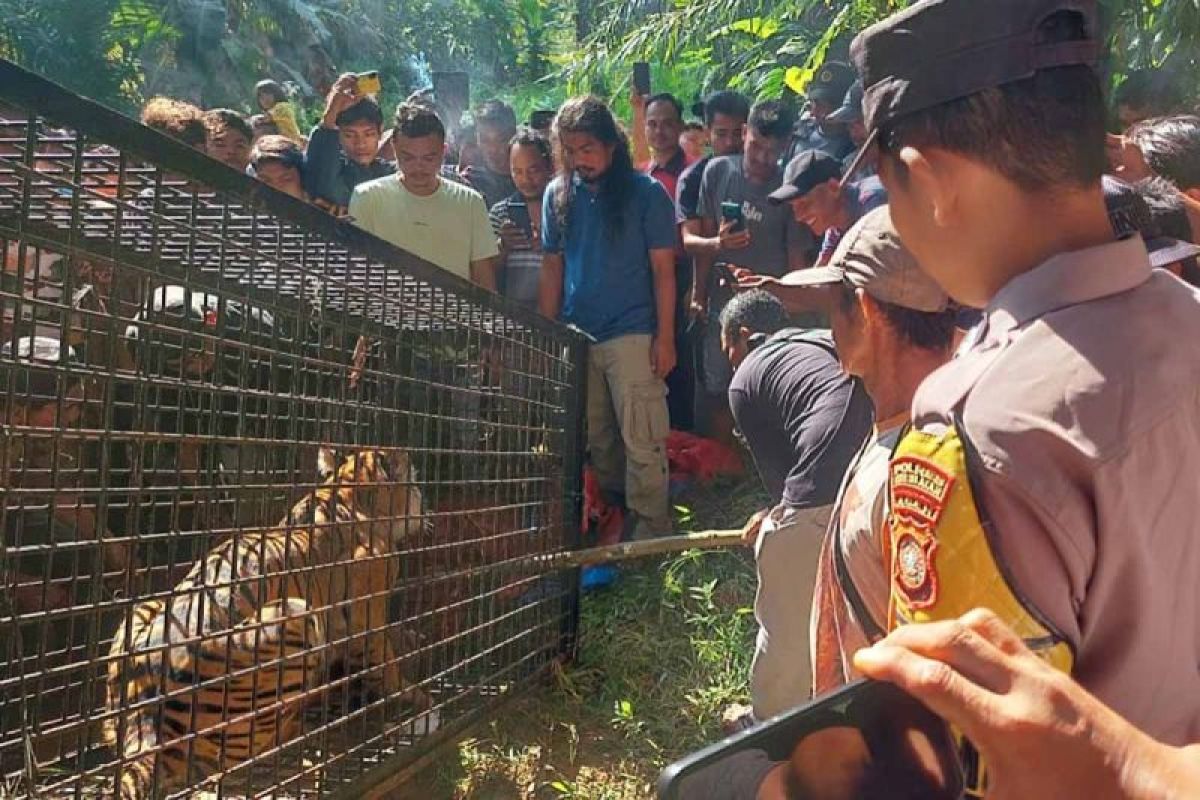 BKSDA sebut harimau masuk perangkap di Aceh Selatan dalam kondisi sehat