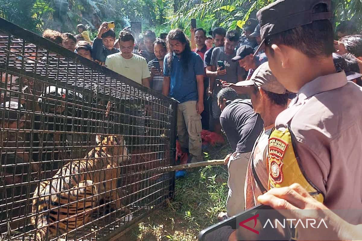 Indonesia steps up Sumatran tiger conservation