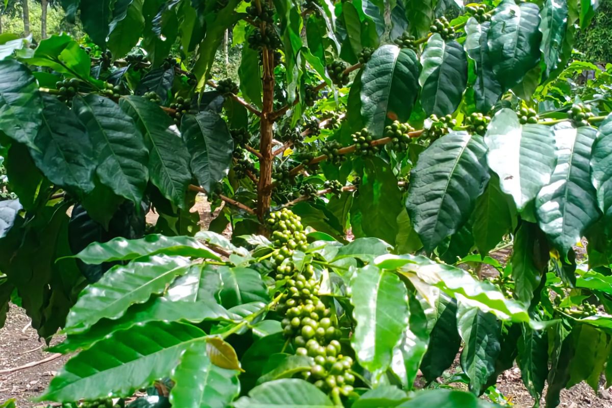 Exploring coffee potential from Mount Rinjani to global market