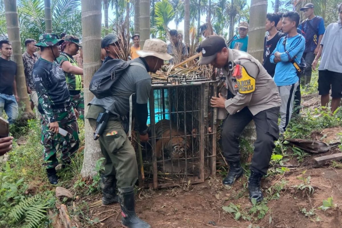 BKSDA bawa harimau masuk kandang jebak ke Taman Margasatwa Bukittinggi