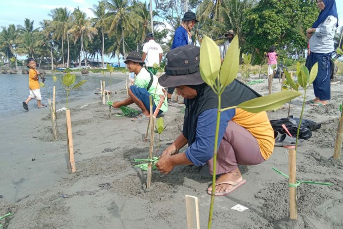 Green Leadership Indonesia menanam 574 pohon mangrove di Polewali Mandar