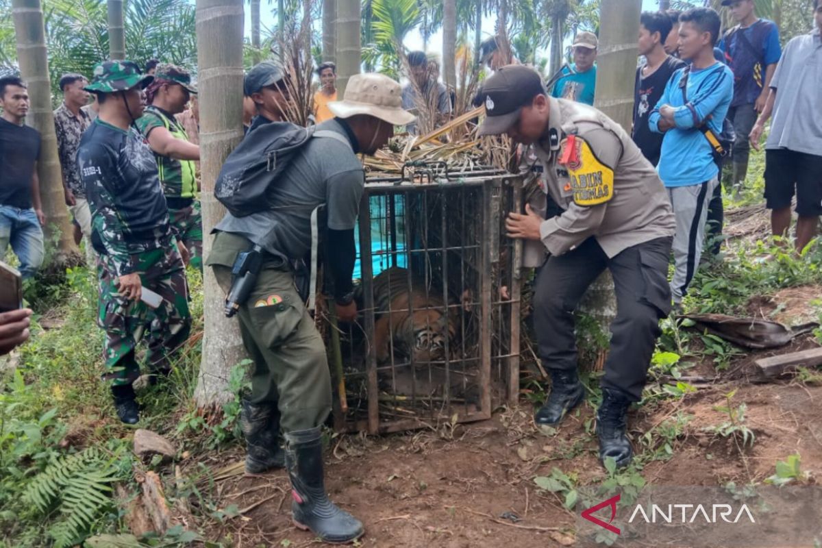 Harimau masuk kandang jebak milik BKSDA Sumbar berkelamin betina