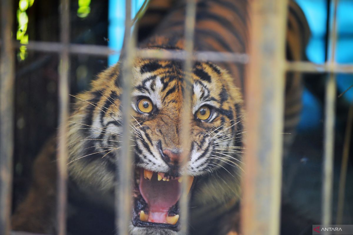 Raising awareness crucial to avoid tiger-human incidents: Ecologist