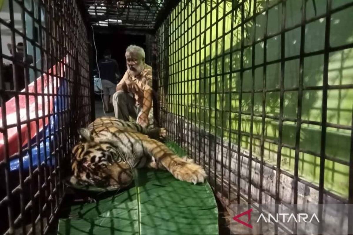 Tim Medis BKSDA periksa kesehatan harimau masuk perangkap di Aceh Selatan