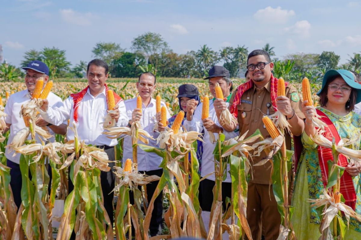 Mentan Amran panen jagung  delapan ton/hektare di Medan Tuntungan