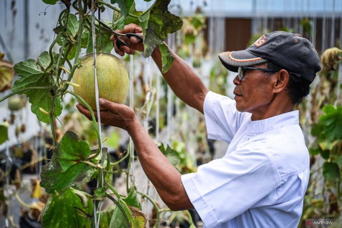 BRIN sebut implementasi pertanian cerdas hadapi perubahan iklim