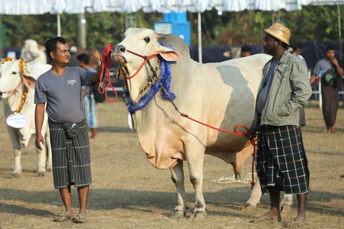 Myanmar gelar kontes kecantikan sapi untuk peringati Hari Persatuan