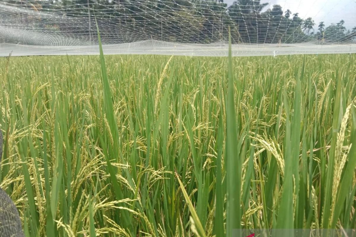 Realisasi produksi padi di Agam berkurang 82.673,6 ton pada 2023