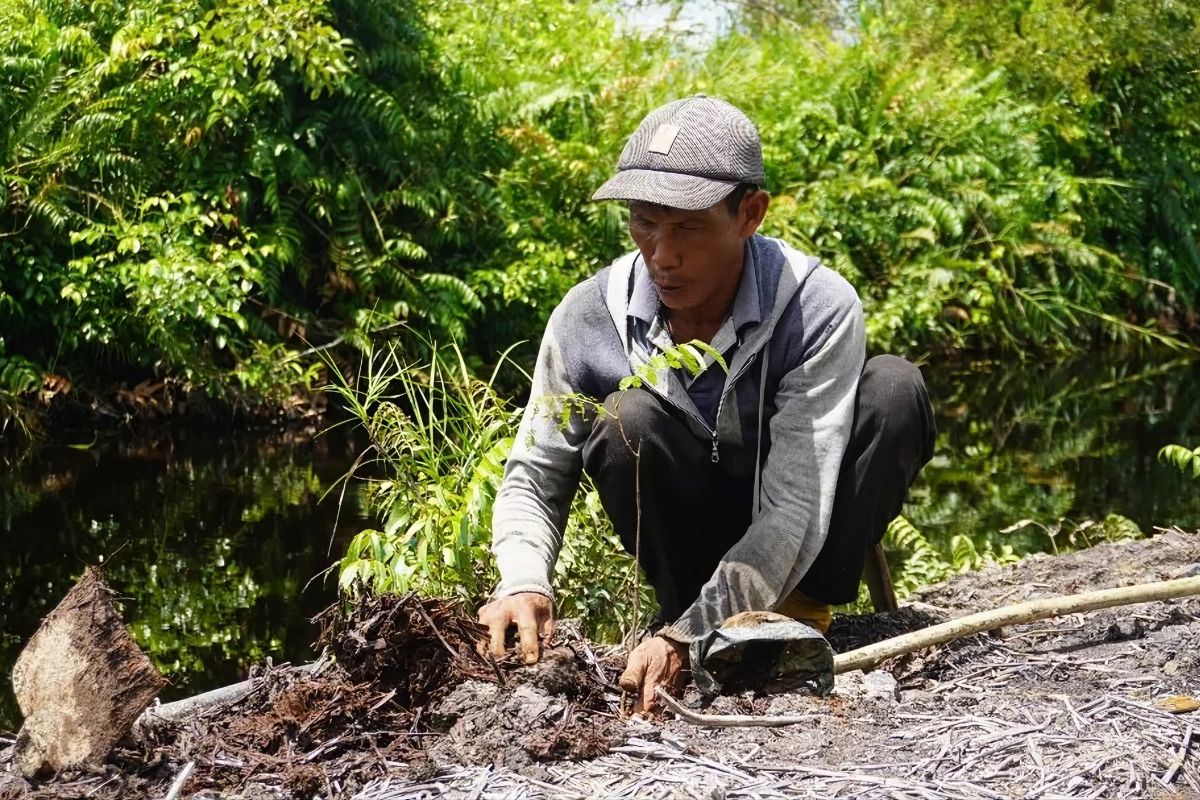 Yayasan Palung restorasi hutan Desa Rantau Panjang KKU