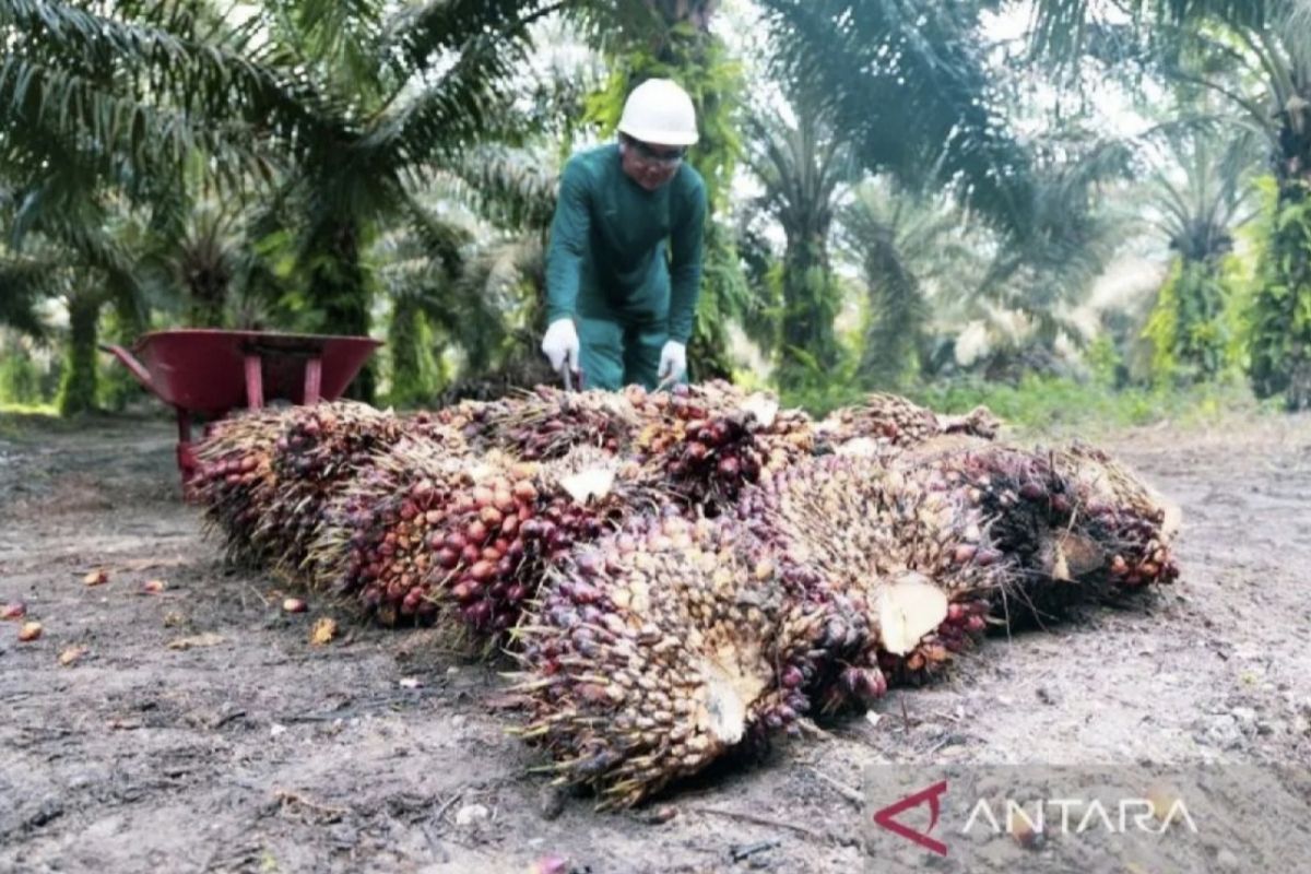 Palmco Regional 3 bantu remajakan 1.135 hektare sawit petani Riau