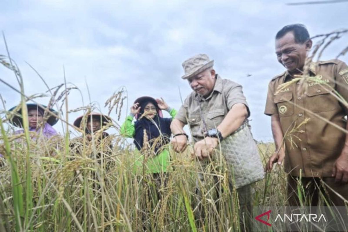 Bangka Barat tingkatkan produktivitas ladang padi