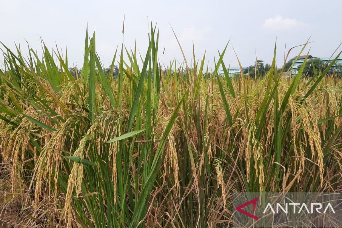 Pemkab Tangerang minta petani percepat penanaman padi