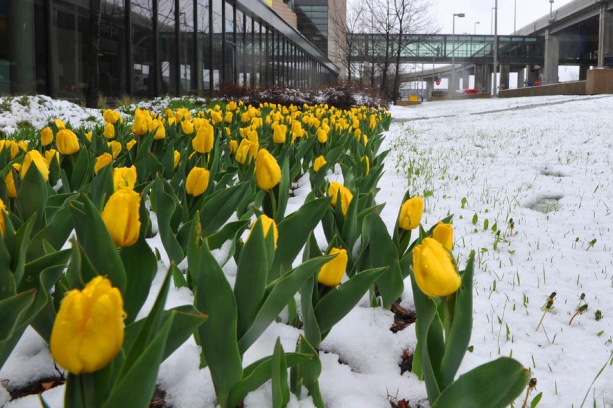 Eastern Canada declares state of emergency following snowstorm