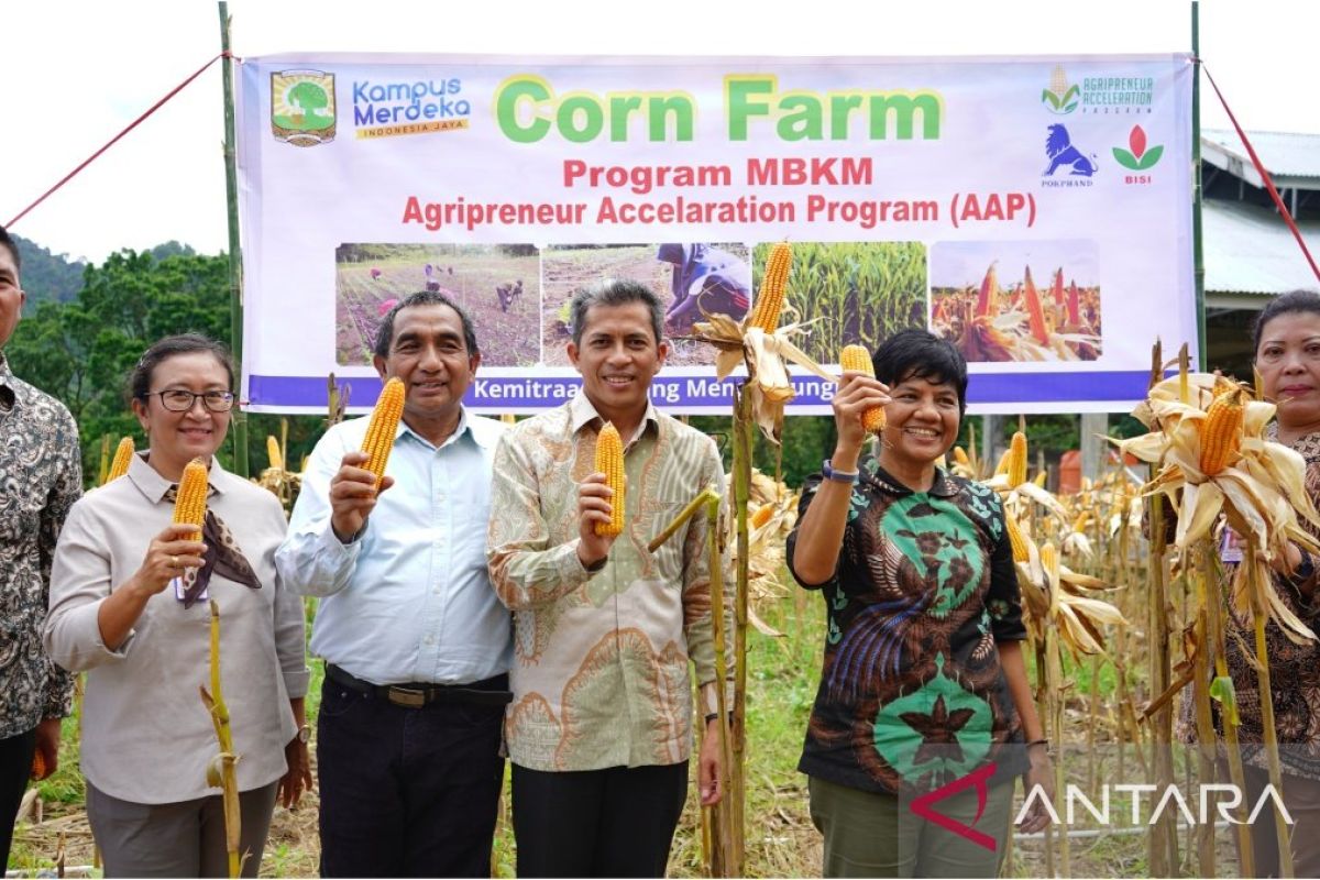 Universitas Andalas panen perdana jagung pakan program Merdeka Belajar