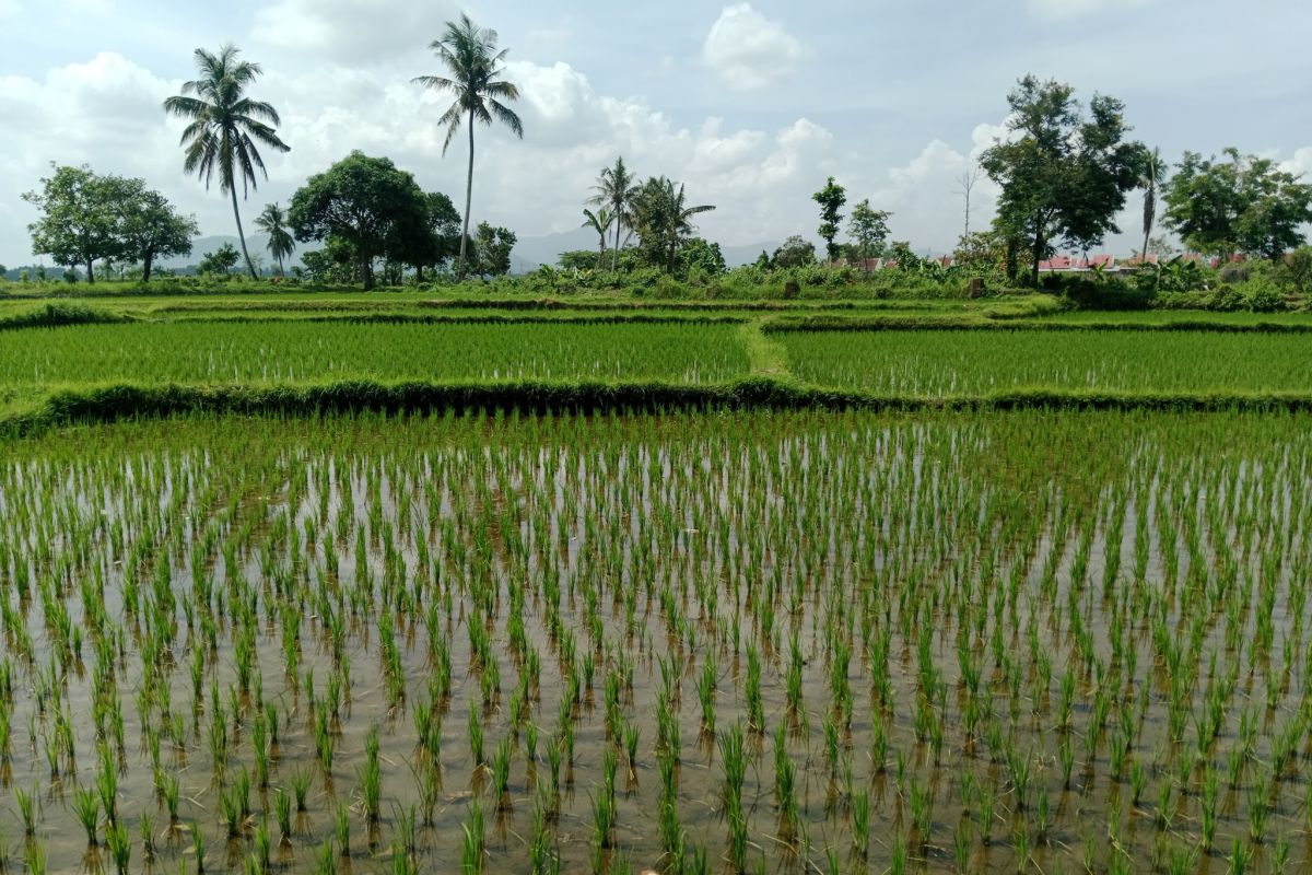 Legislator minta persoalan air irigasi petani di Lombok tengah jadi atensi