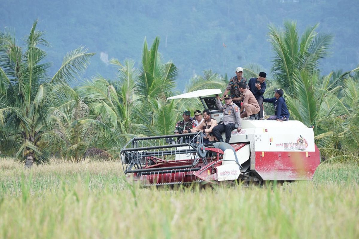 Produktivitas padi Varietas Nutri Zinc di Kabupaten Sambas 9,7 ton per hektare