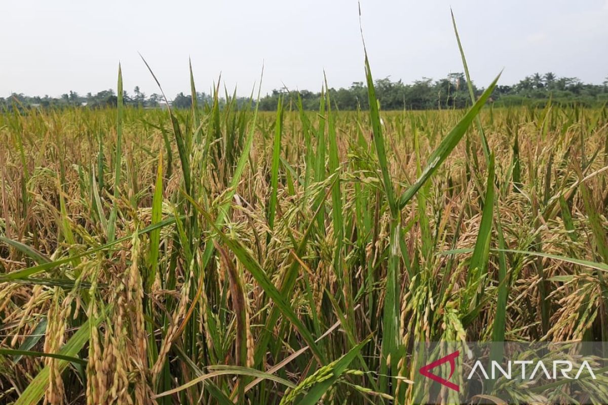 Luas panen padi di Kabupaten Tangerang 58.668 hektare