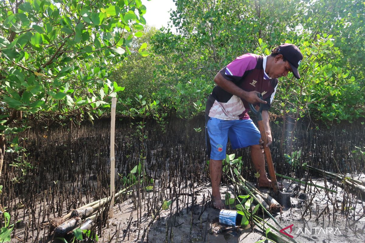 Ministry pushes mangrove conservation to combat climate change