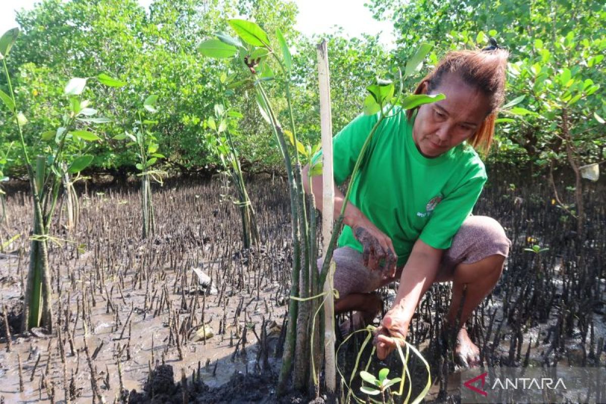 Indonesia intensifies tree planting during rainy season