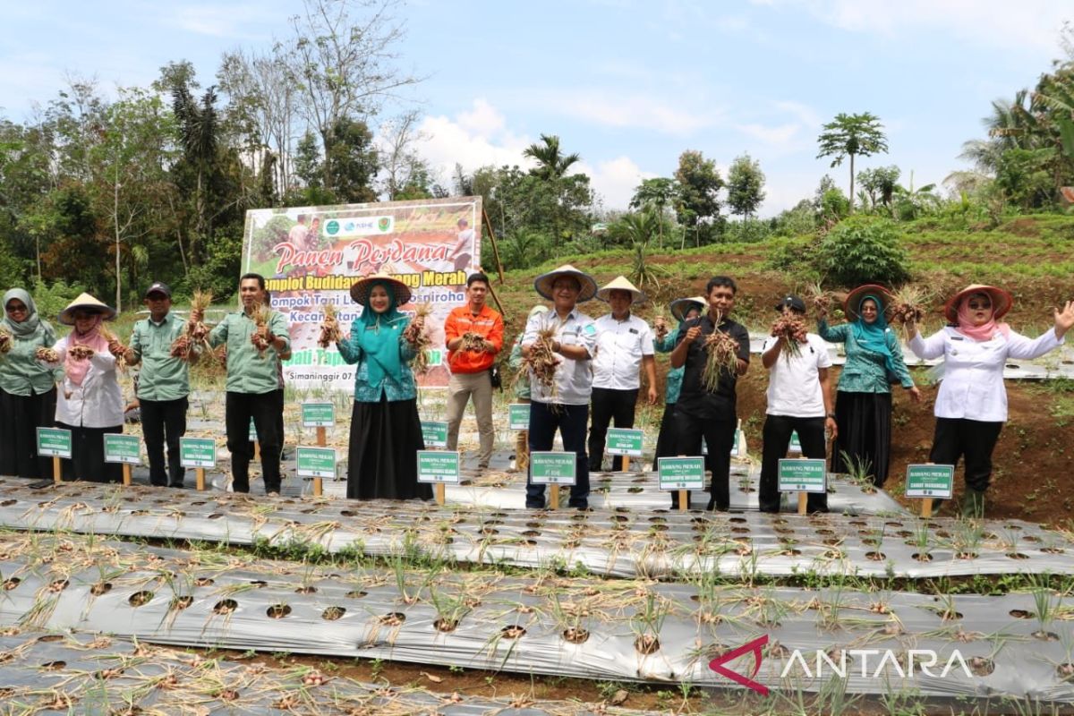 Bupati-Ketua PKK Tapsel panen perdana bawang merah bersama PLTA Batangtoru