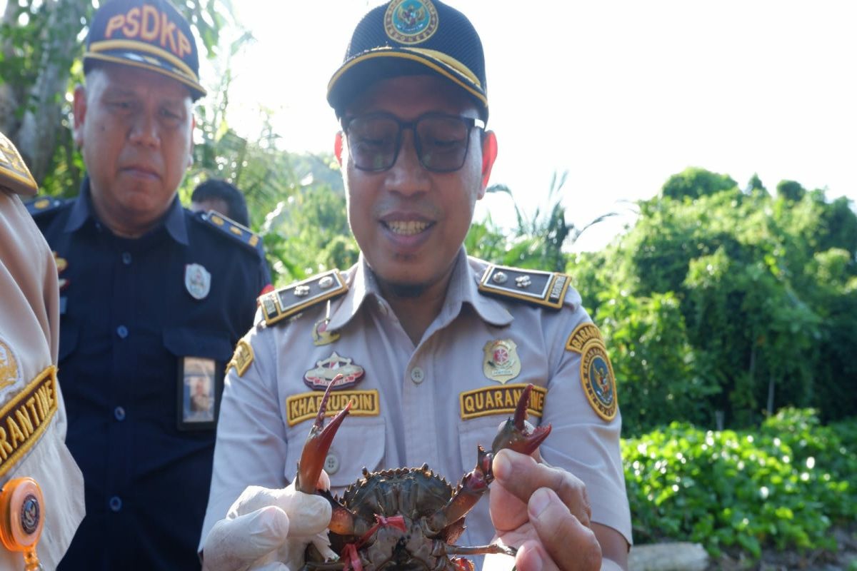 Karantina Sulbar gagalkan pengiriman kepiting bakau dari Kalimantan