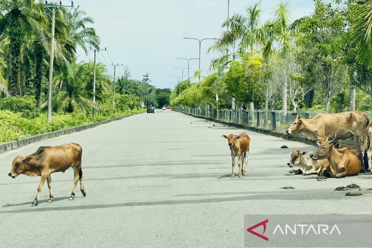 Satpol PP Nagan Raya gencarkan penertiban ternak sapi berkeliaran di perkantoran Suka Makmue