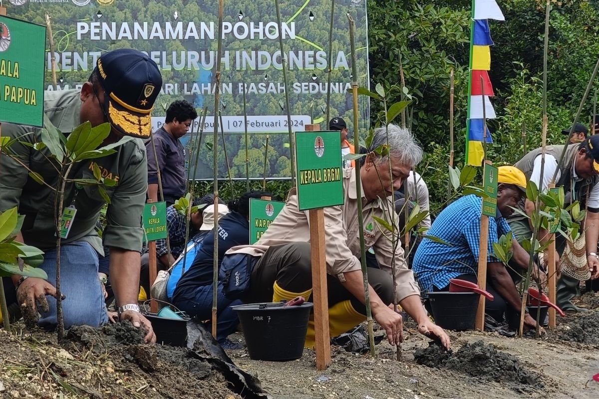 BRGM bersama Kementerian LHK lakukan penanaman pohon mangrove di Jayapura Papua