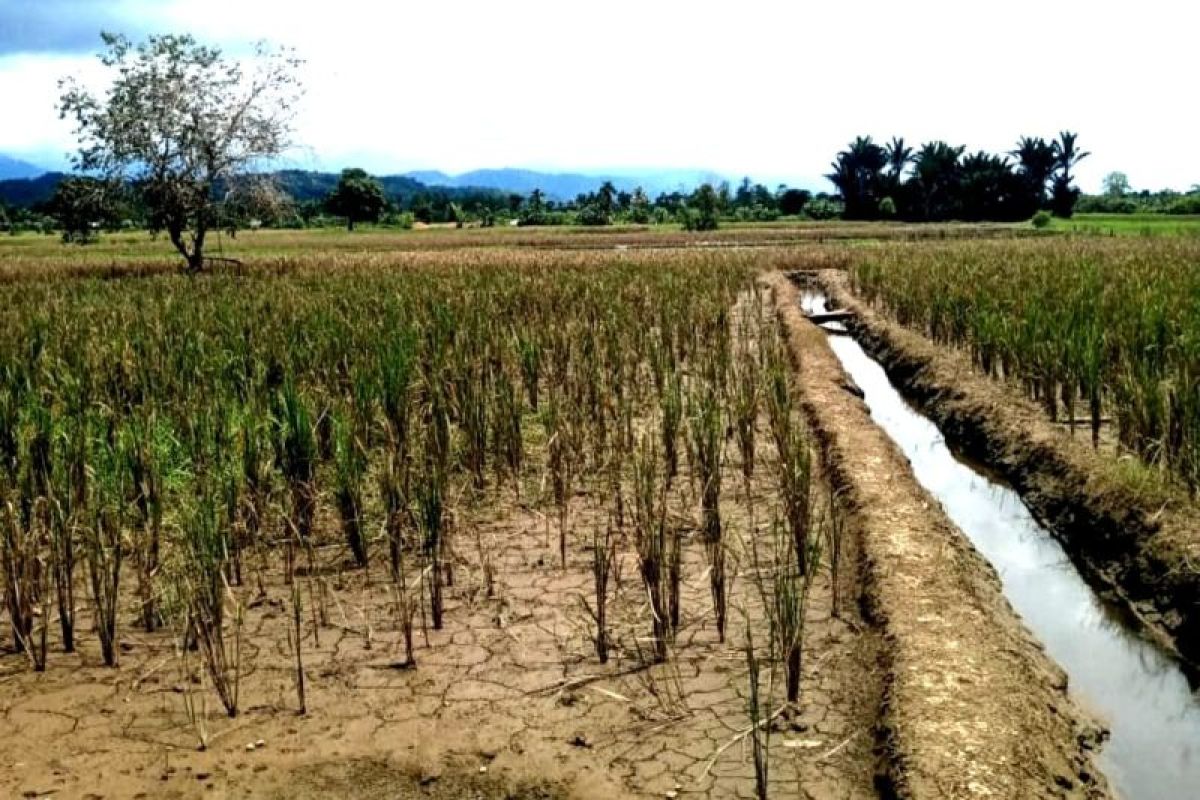 Petani di Abdya terancam tak bisa tanam padi lagi akibat sawah sering banjir