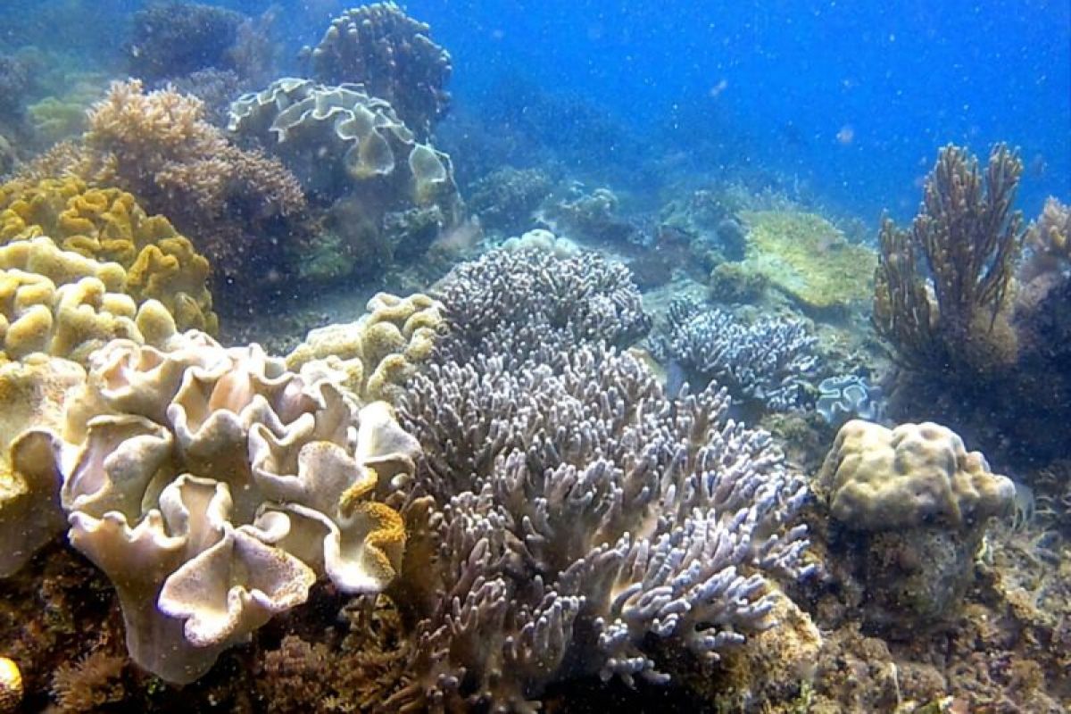 Discover a hidden underwater paradise on Miang Island, East Kutai