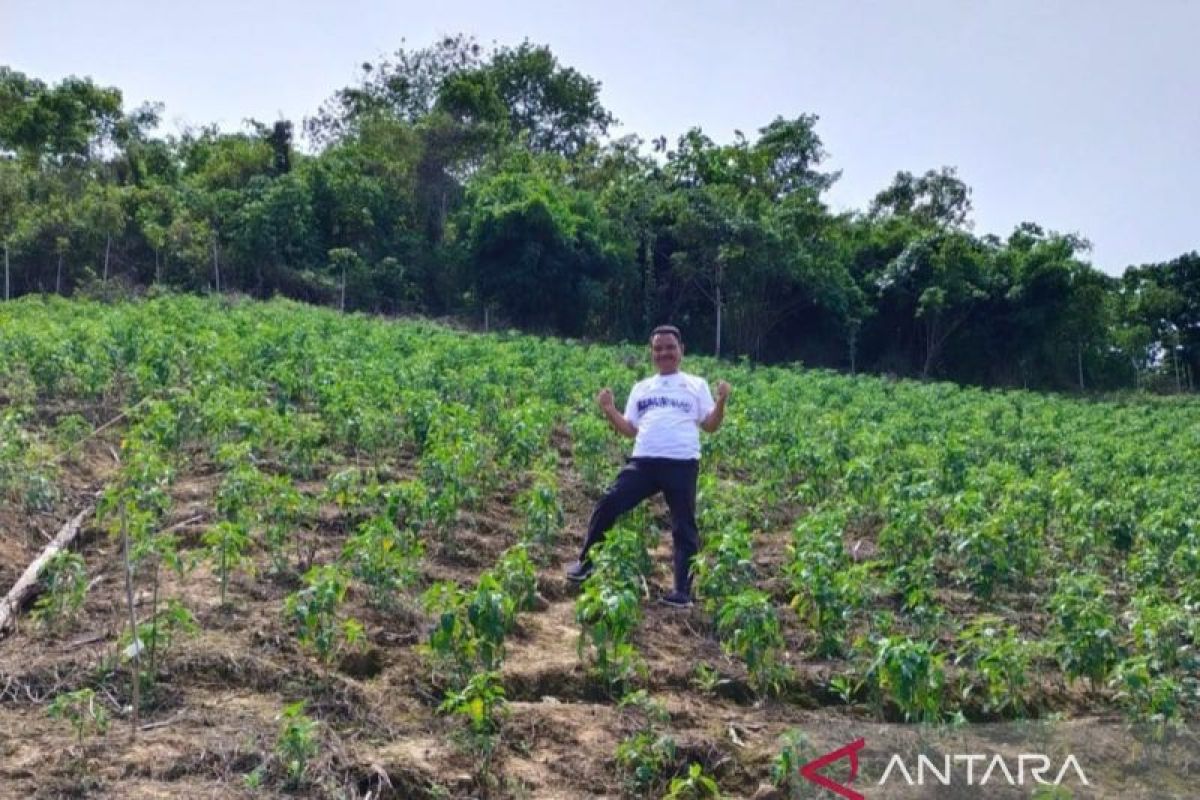 Petani di Gorontalo Utara tanam 100 ribu bibit cabai rawit