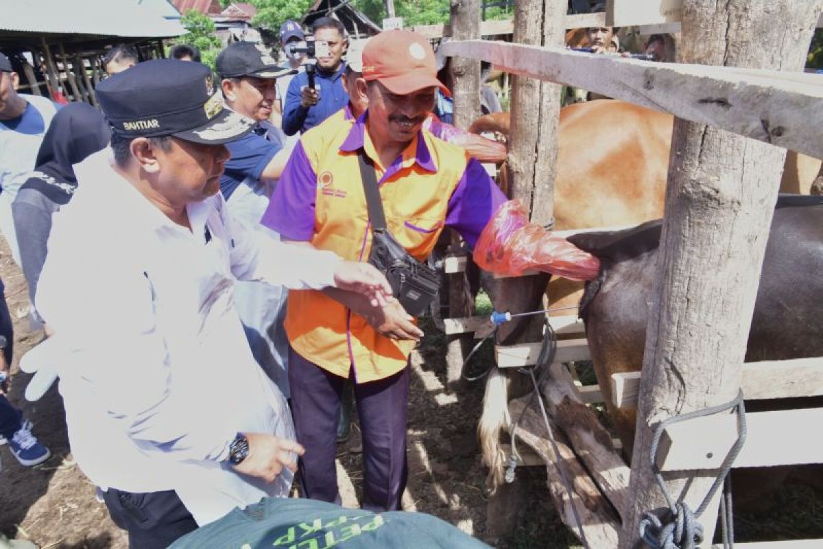 Penjabat Gubernur Sulsel dorong peningkatan populasi sapi Wajo lewat IB