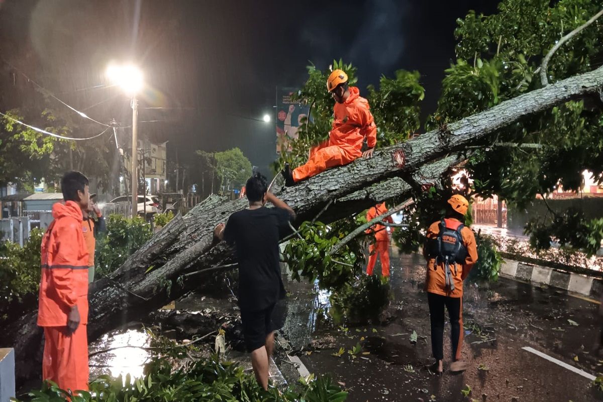 Gerak cepat BPBD Muba evakuasi pohon tumbang di Sekayu