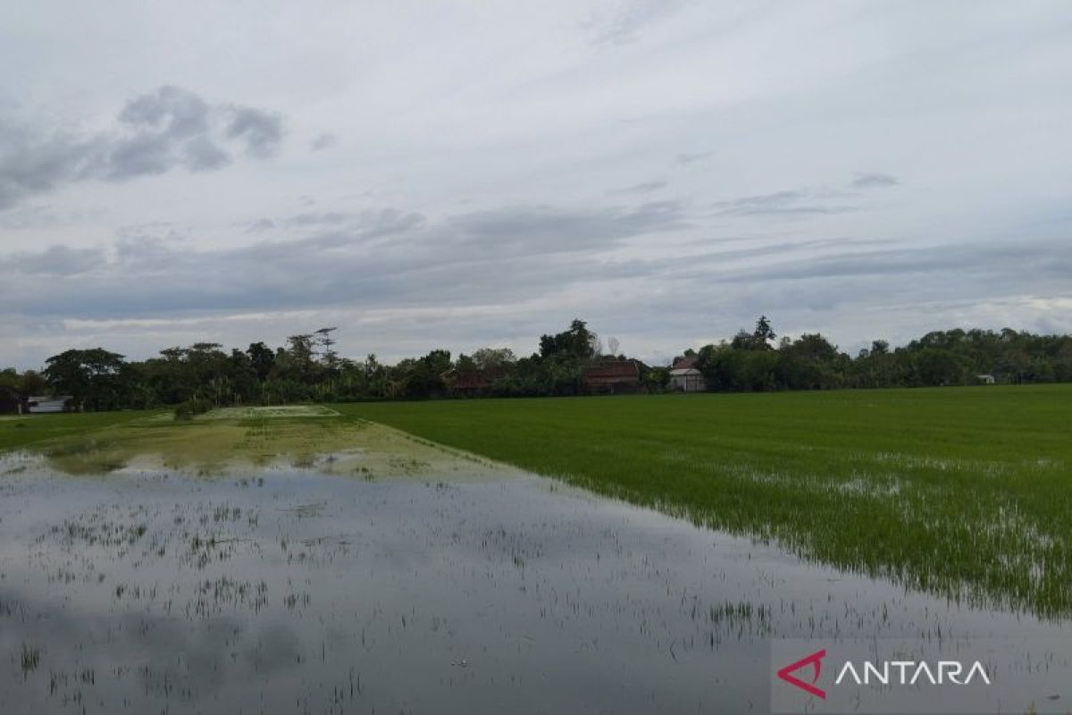 Petani merugi, 1.400 hektare tanaman padi tergenang banjir