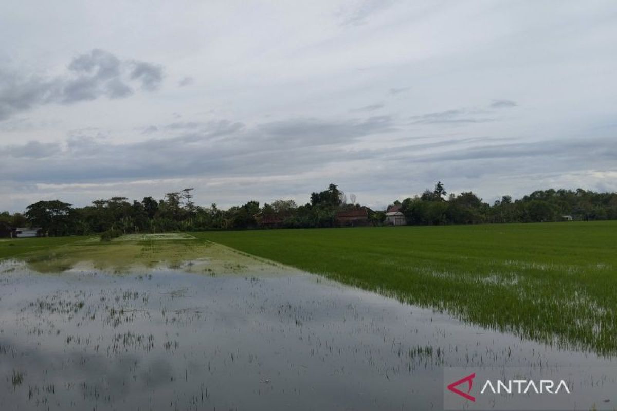 Banjir genangi 1.400 hektare tanaman padi di Kabupaten Demak