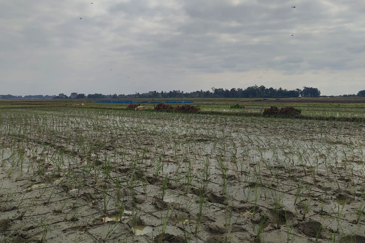 BPBD petakan sawah di Lampung berisiko terdampak banjir