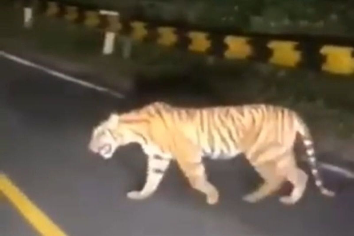 Harimau Sumatra muncul di jalan Lintas Barat Krui Lampung