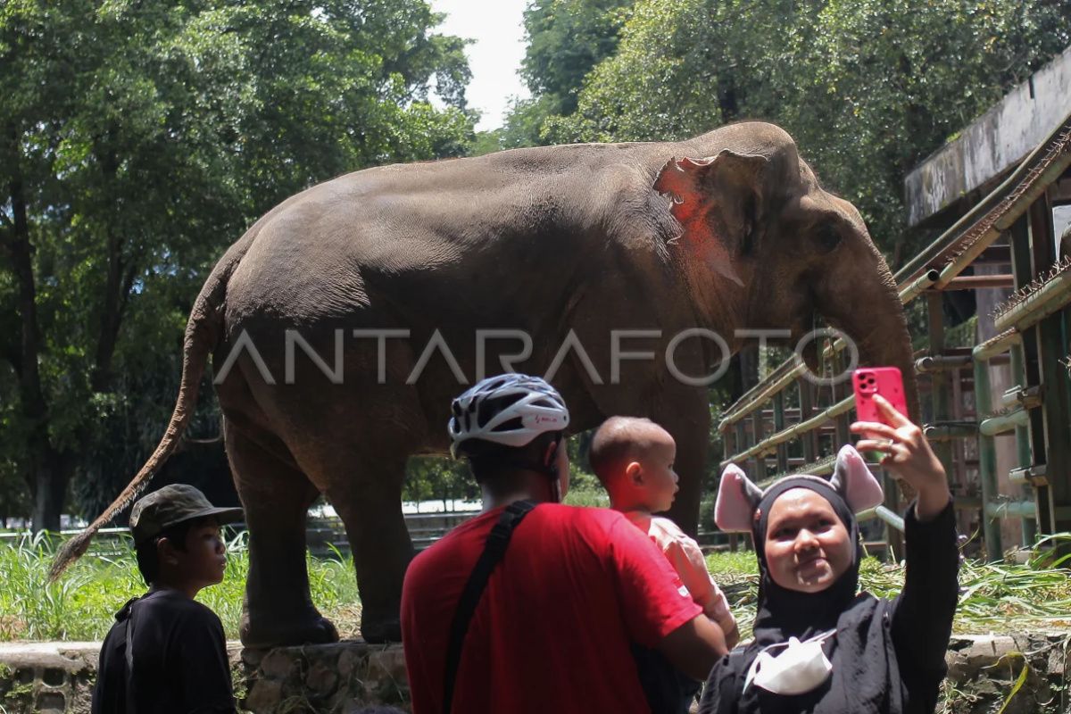 Ragunan dikunjungi 108 ribu wisatawan pada libur Isra Mikraj dan Imlek