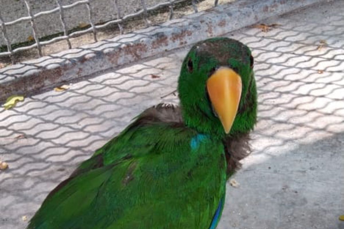 BKSDA Maluku mengamankan satwa liar burung bayan hijau