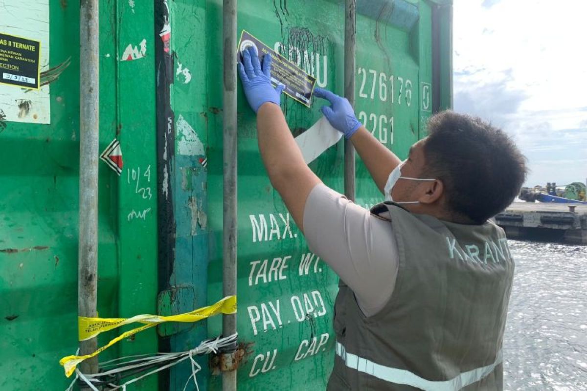 Lewat pemeriksaan BKHIT Malut, 15 ton kulit sapi garaman dikirim ke Surabaya